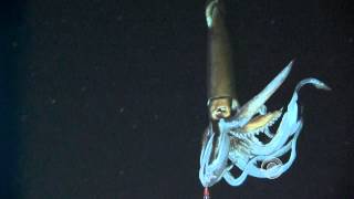 Scientists film giant squid in its natural habitat [upl. by Aracahs526]