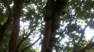 jaboticaba harvest in florida and how to eat a jaboticaba [upl. by Nylaj]