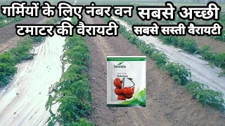 गर्मी के मौसम में लगाई जाने वाले वैरायटी Saksham Tamatar सेमिनिस सक्षम टमाटर [upl. by Nastassia85]