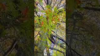 Autumn 🍂🥰 melbourne australia nature autumn trendingshorts [upl. by Sarazen]