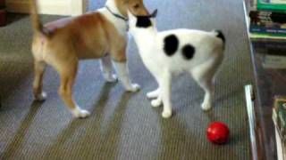 japanese bobtail meets smooth collie puppy [upl. by Burnett840]