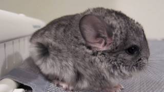 Baby Chinchilla Blow Dry [upl. by Fonzie]