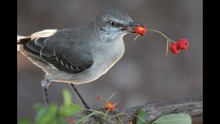 Pyracantha firethorn berries  Northern Mockingbirds favorite [upl. by Aniale]