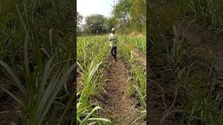 Sugarcane Farming In Brazil Chinna And India and brazilianpepper brazilwood colchicaceae [upl. by Janos]