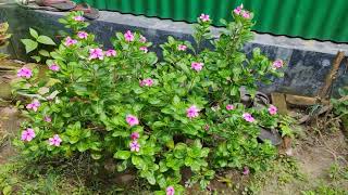 বাড়ীর ছাদে টবে ফুলের চাষ করার উপায় দেখুন  vinca flower planting idea [upl. by Aker]