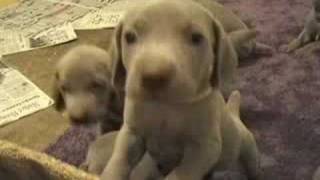 Weimaraner Puppies [upl. by Faustina]