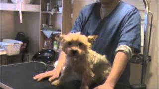 Grooming an Aggressive Yorkie Yorkshire Terrier Part 1 [upl. by Oler]