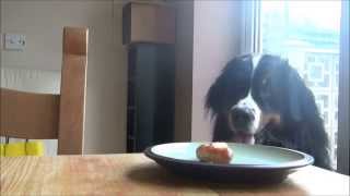 Our Bernese Mountain dog Milo steals a sausage [upl. by Sirtimid143]