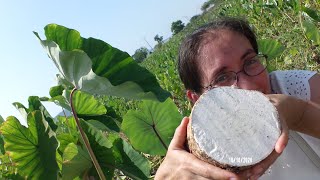 Malanga coco taro pituca macal papa china Colocasia esculenta [upl. by Roldan632]