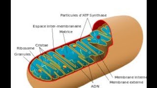 Propionyl L Carnitine Amino Acid Natural Treatment for Erectile Dysfunction [upl. by Norb]