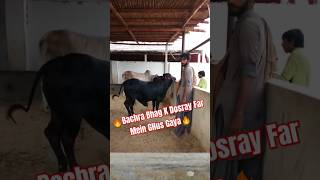 🔥Bachra Bhag K Dosray Far Mein GHus Gaya🔥 youtubeshorts viral cowmandi farmanimal [upl. by Pepita632]