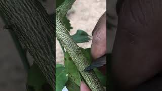 Budding Tricks for Lemon Tree homegarden budgrafting budgrafting [upl. by Tseng678]