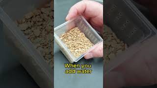 Rare Gecko Eggs  How to Setup for Incubation gecko [upl. by Anirdua]