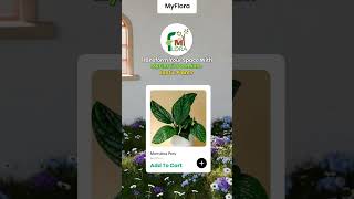 Transform Your Space with Myflora [upl. by Iny]