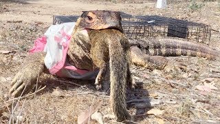 Lizard finds Squirrel in Cage breaks inEats Squirrel [upl. by Tebasile46]