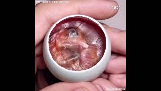 How A Chick Born From A Egg 🐣  Interesting Video  😱 [upl. by Janyte]