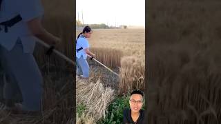 Smart rice vegetable and barley harvesting tool sonasmr [upl. by Ethbinium]