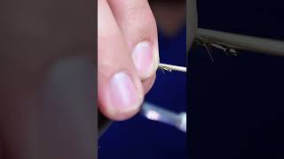 Stonefly flyfishing flytyingforbeginners flytying flytyingaddict flytyingvideo [upl. by Bal159]