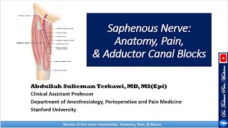 Saphenous nerve Anatomy Pain and Adductor Canal Block [upl. by Welles]