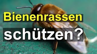 Bienen Rassen schützen BuckfastZucht zerstört NaturBienen Zuschauerfrage zu Unterarten [upl. by Kariotta35]