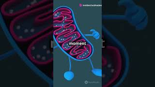 Oxidative phosphorylation shortsvideo biology biochemistry [upl. by Fisk]