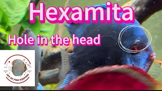 Hexamita hole in the head  Hexamita holeinthehead [upl. by Akemed158]