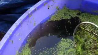 Tilapia Love Duckweed [upl. by Erina]