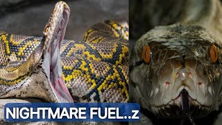 The Missing woman found swallowed whole by monster 16 foot snake [upl. by Corina208]