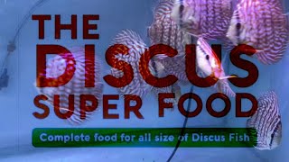 discus fish food  super food  super discus  discus fish food for fast growth  discus food [upl. by Nathanil]