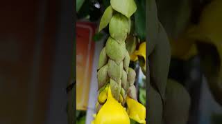 Gmelina phillippensisparrots beakflowers tree garden gardening enjoy [upl. by Raskin254]