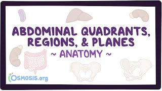 Abdominal quadrants regions and planes [upl. by Mcleod984]