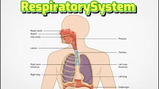 Respiratory System How does the respiratory system works respiratorysystem l [upl. by Medor]