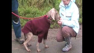 Weimaraners need a home [upl. by Gaultiero]