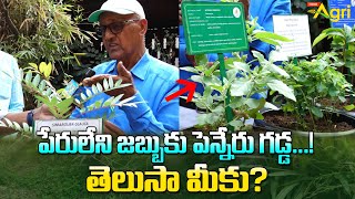 Penneru Gadda  Plant Exhibition  పేరులేని జబ్బుకు పెన్నేరు గడ్డ తెలుసా మీకు Tone Agri [upl. by Attiuqal]