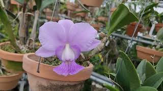 Cattleya walkeriana coerulea CK one × coerulea Rafael Covolan [upl. by Manvil]