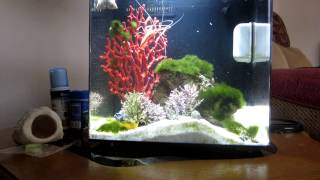 4 Gallon Salt Water Cleaner Shrimp Yellow Tail Damsel Yellow Clown Goby [upl. by Anairda451]