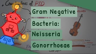 Gram Negative Bacteria Neisseria gonorrhoeae [upl. by Joellen109]