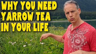 8 Reasons you need YARROW TEA in your life  Benefits of Achillea Millefolium [upl. by Mcnelly]