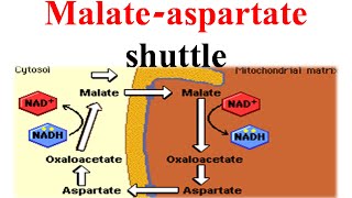 Malate aspertate shuttle [upl. by Tiraj722]