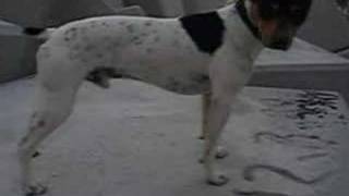 Bodeguero Andaluz y Labrador Video 2 [upl. by Nareik]