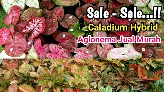 Sale  Sale Caladium Hybrid  Aglonema Jual Murah Part176 [upl. by Ynohta]