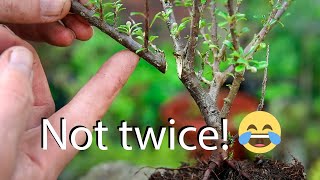 How to style cotoneaters for bonsai from nursery stock [upl. by Nnyliram]