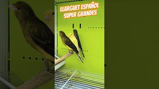 Llarguet español super grandes aves canarios ornitologia canaricultura canary canarino birds [upl. by Kendyl]