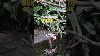 flamingo flamingo beautifulanimals beautiful hewan burung bird animals pinkflamingo [upl. by Gillmore]