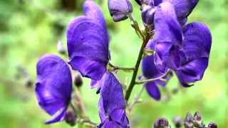 Kurt Boğan Otu  Aconitum  Aconitum Napellus  Bitki TV [upl. by Bruyn]