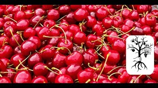 🍒Frühe Kirschen im Vergleich🍒 [upl. by Anna-Maria361]