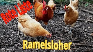 Das große Rasseportrait Ramelsloher Huhn [upl. by Bonita218]