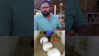 மாட்டுக்கு பால் அதிகமாக இப்படி தீவனம் கொடுத்து பாருங்க  Smart Vivasayi [upl. by Letty]