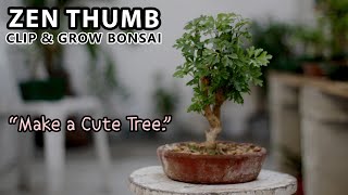 quotTimmyquot Polyscias Bonsai Pruning  Feb 2021 [upl. by Ahsimot55]