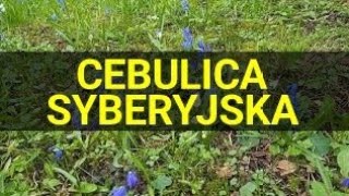 Cebulice syberyjskie na podwarszawskim blokowisku [upl. by Thorma]